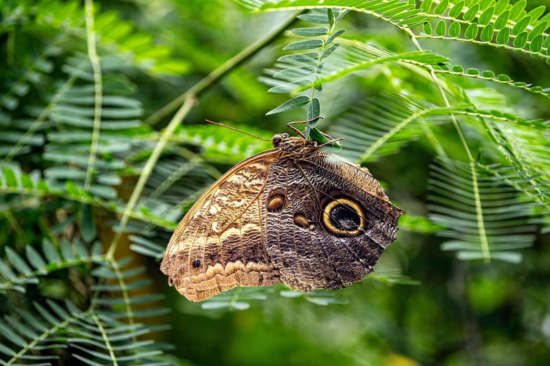 Butterfly Image